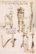 LEONARDO da Vinci Anatomical studies of the basin of the Steibeins and the lower Gliedmaben of a woman and study of the rotation of the arms oil on canvas